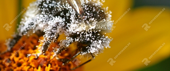 Auf Sonnenhut sitzende Hummel mit Pollen von der Malve